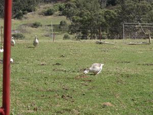 Calmsley Hill Kindy Excursion 006