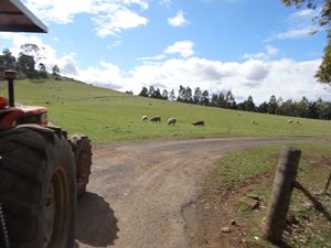 Calmsley Hill Kindy Excursion 008