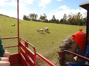 Calmsley Hill Kindy Excursion 013